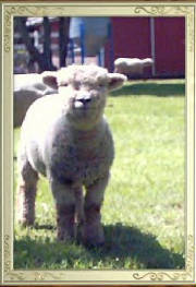 lamb200311.jpg