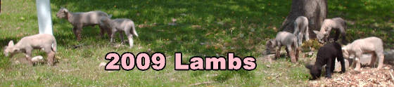 lambs0912.jpg