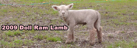 lambs0913.jpg
