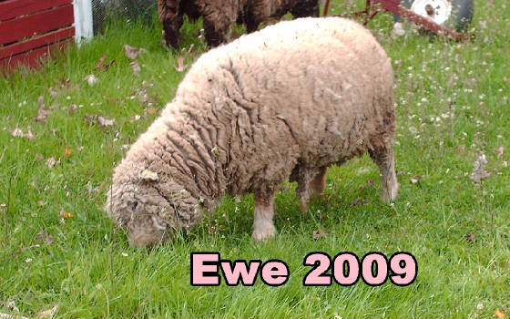 lambs09ewe1.jpg