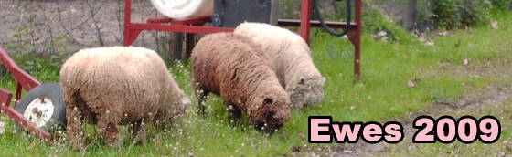 lambs09ewe2.jpg