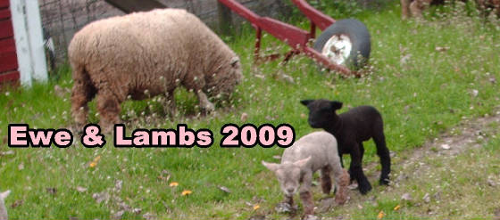 lambs09ewe3.jpg