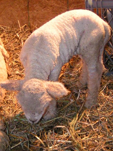 2ndlamb2.jpg