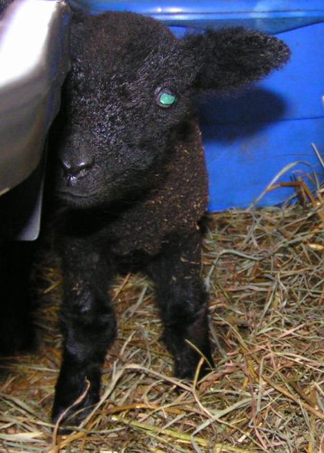 blackfinnlamb3.jpg