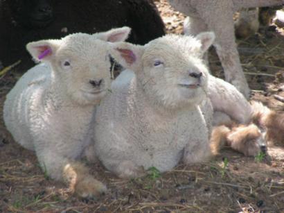 lambpair.jpg